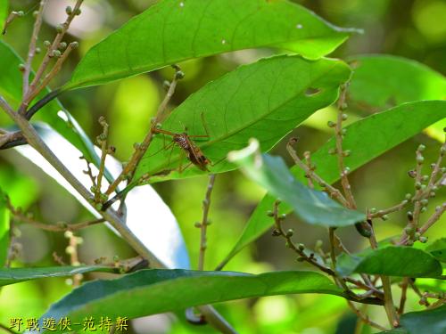 白斑素獵椿象 (六刺素獵椿象)