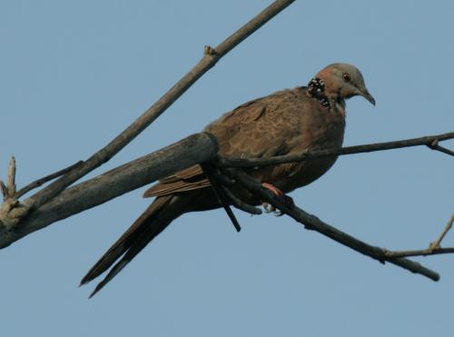 珠頸斑鳩