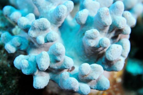 絢麗指形軟珊瑚