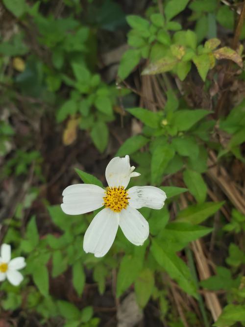 大花咸豐草