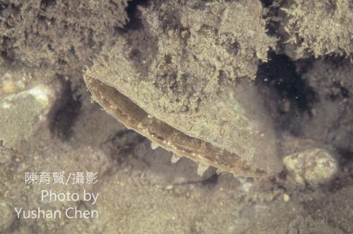 尖角江珧蛤 