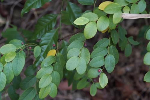 小果葉下珠、多花油柑、爛頭砵