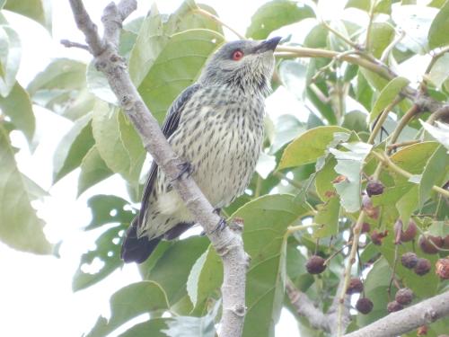 亞洲輝椋鳥