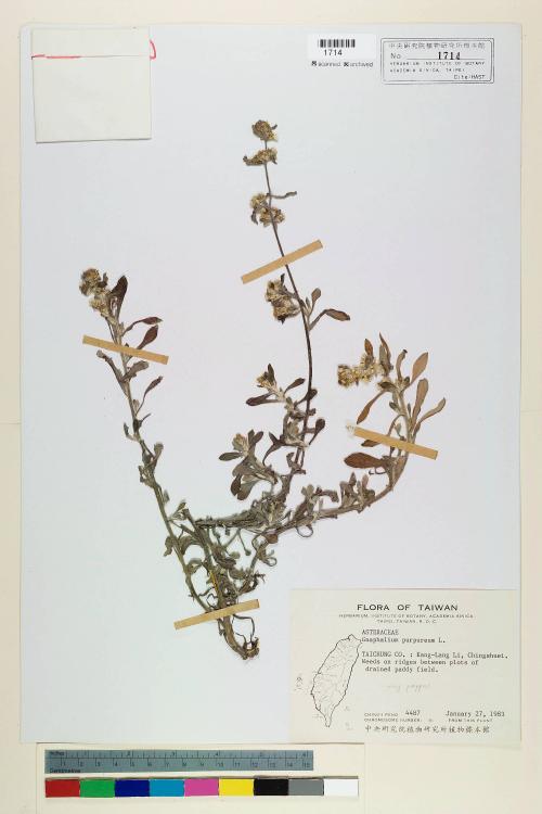 Gnaphalium purpureum L._標本_BRCM 5543