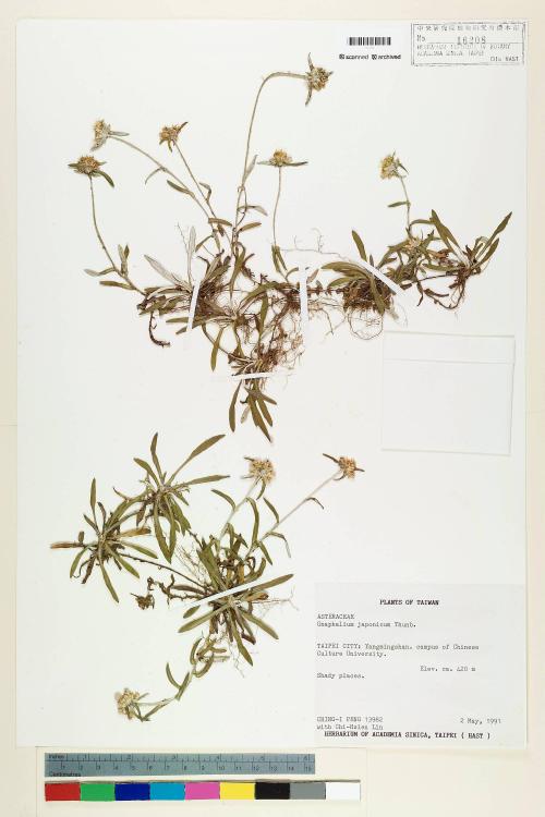 Gnaphalium japonicum Thunb._標本_BRCM 5625