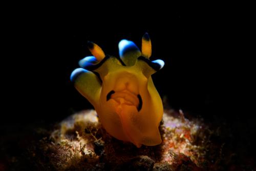 Pikachu Nudibranch