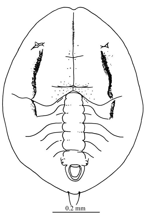 Aleurotrachelus pyracanthus  Takahashi, 1935  火刺木摺粉蝨