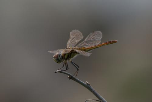 高翔蜻蜓