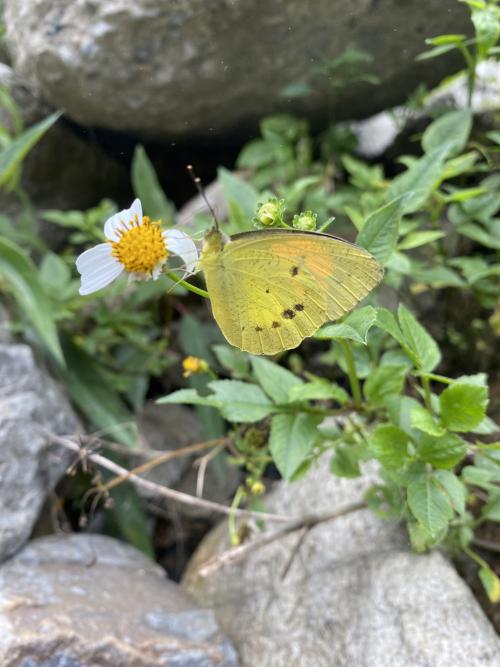 雌白黃蝶 槌粉蝶