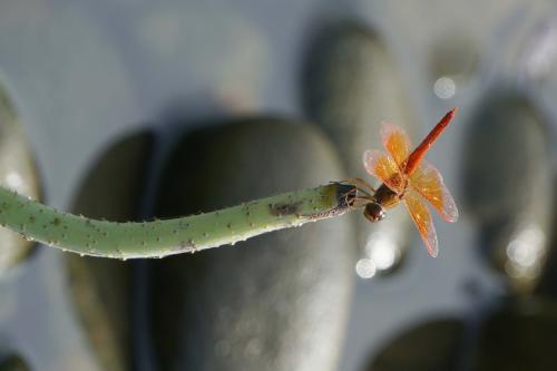 黃翅蜻  (褐斑蜻蜓)