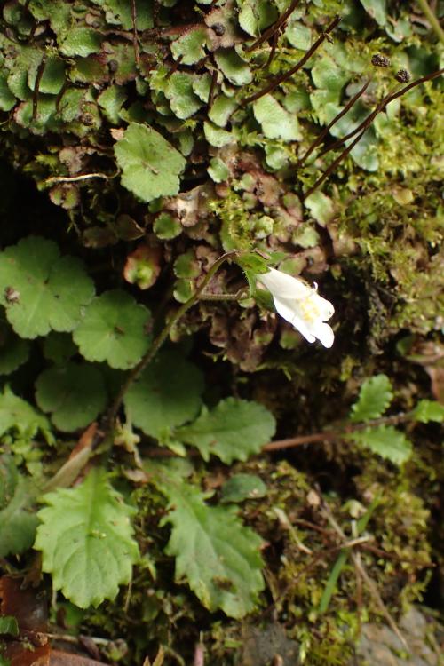 阿里山通泉草