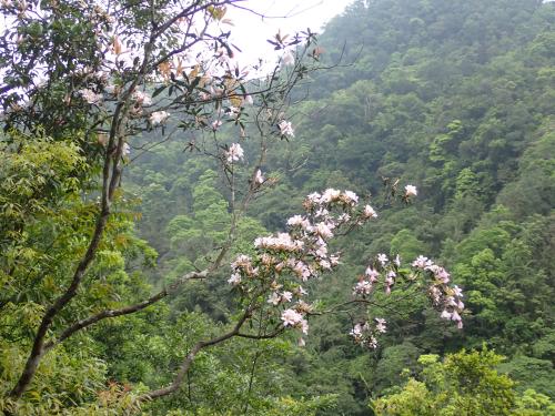 西施花