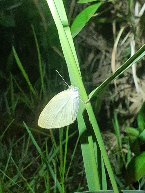 菜粉蝶