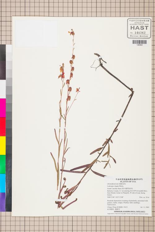 Ludwigia virgata Michx._標本_BRCM 3558