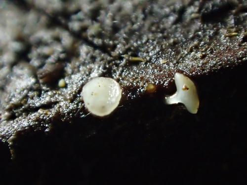 Hymenoscyphus caudatus(尾膜盤菌)