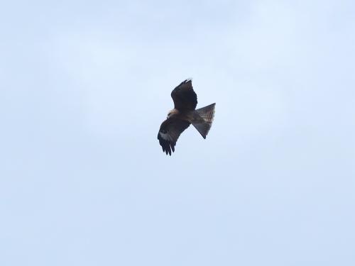 黑鳶（臺灣亞種）