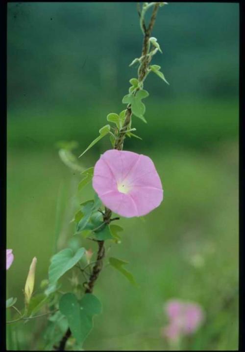 牽牛花