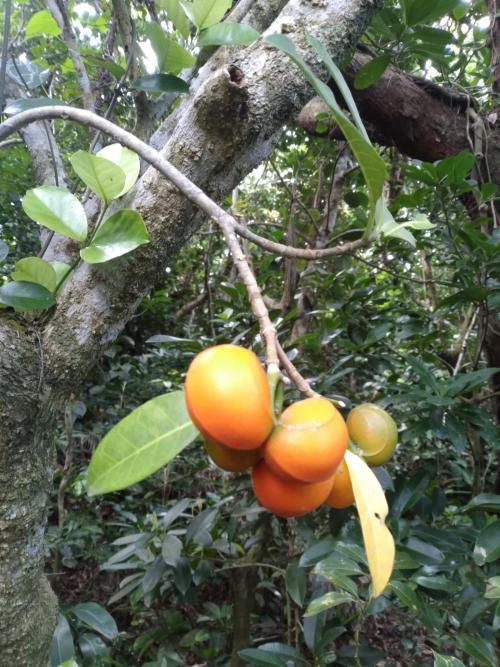 蘭嶼馬蹄花