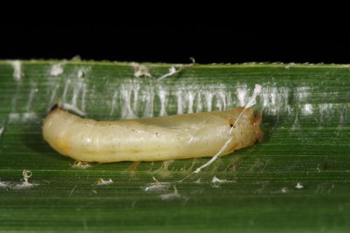 20090929_345453_Ampittia virgata myakei_p.jpg