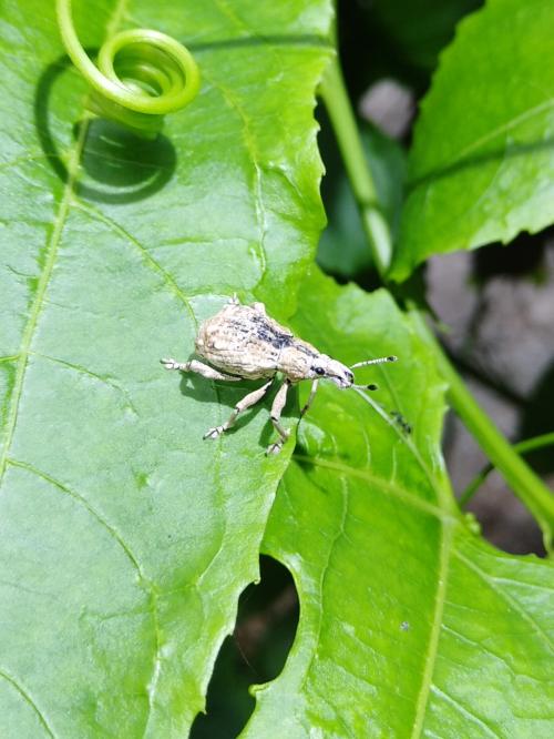 淡褐象鼻蟲