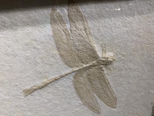 臺灣我的家-蜻蜓化石