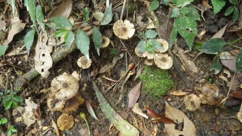 Termitomyces microcarpus(小蟻巢傘)