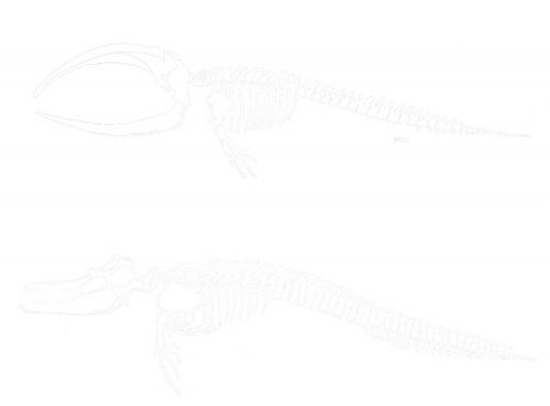 齒鯨與鬚鯨體內骨骼結構