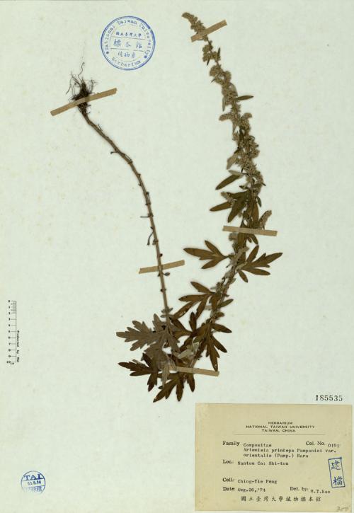 Artemisia princeps Pampanini var. orientalis (Pamp.) Hara_標本_BRCM 4563