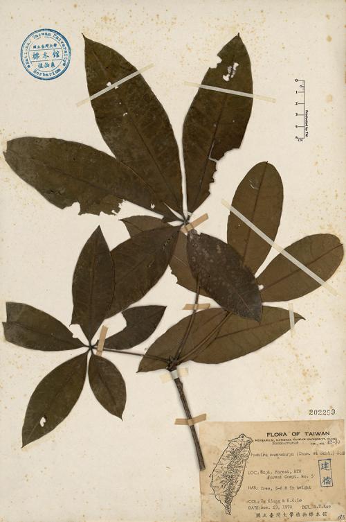 馬拉巴粟標本_Pachira macrocarpa 