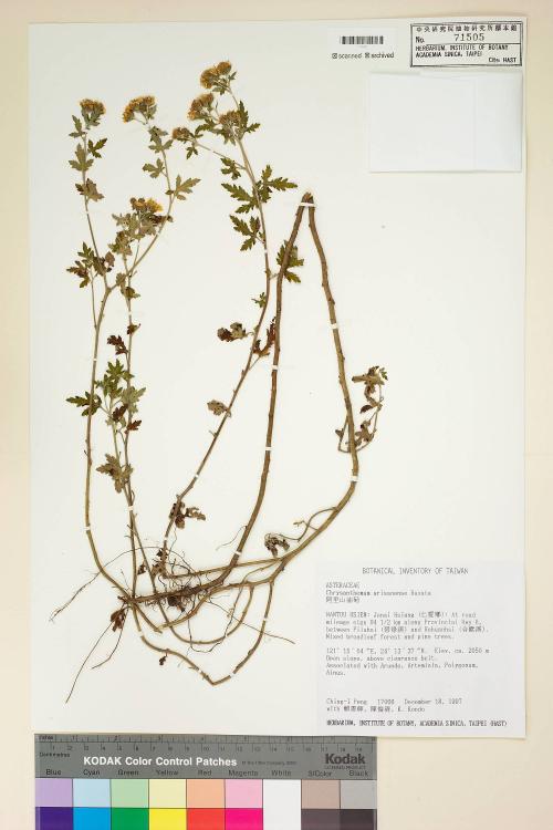 Chrysanthemum arisanense Hayata_標本_BRCM 7504