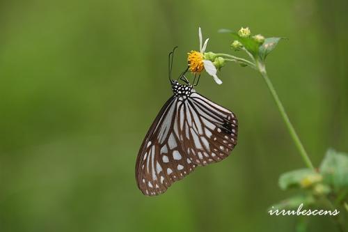 N04-1 絹斑蝶