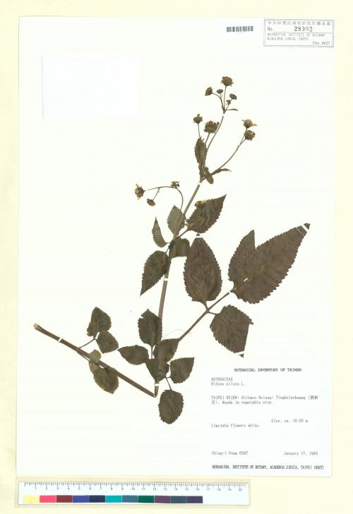 Bidens pilosa L._標本_BRCM 6496