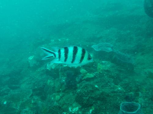 六帶豆娘魚 (石剎/石剎婆)