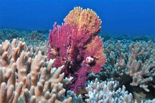 扇形刺柳珊瑚
