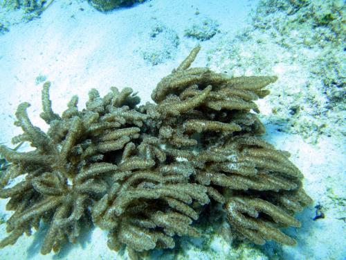50-3鄭氏艾達軟珊瑚(Aldersladum jengi)的群體