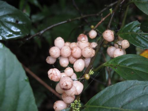 臺灣山桂花