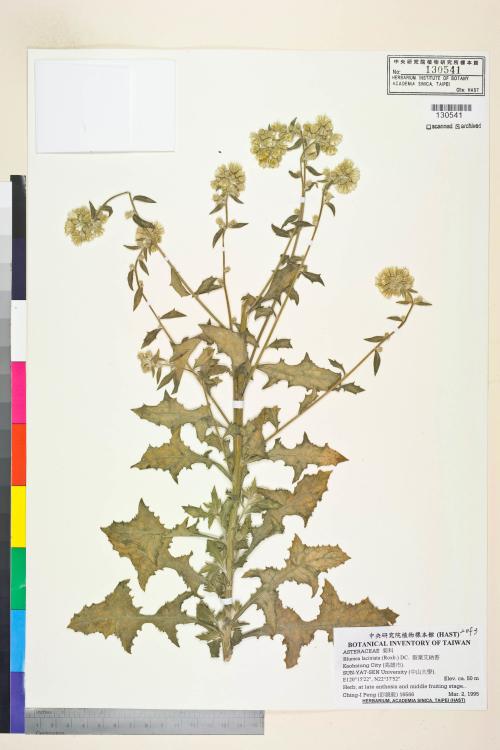 Blumea laciniata (Roxb.) DC._標本_BRCM 4967