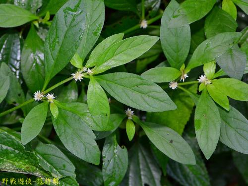 蝦鉗菜 (蓮子草 )