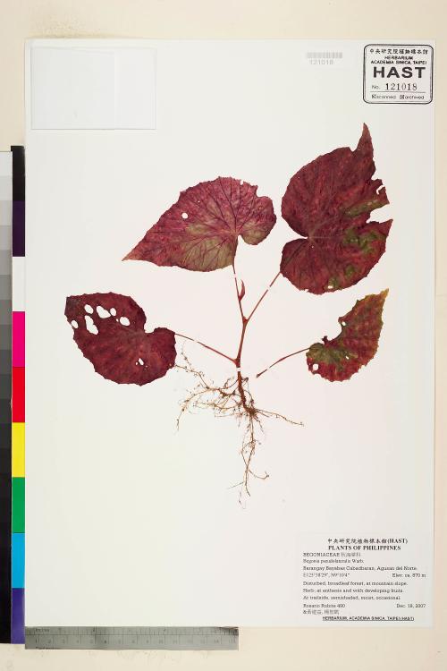Begonia pseudolateralis標本_BRCM 2280