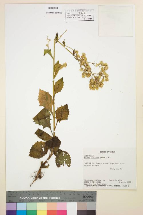 Blumea laciniata (Roxb.) DC._標本_BRCM 4867