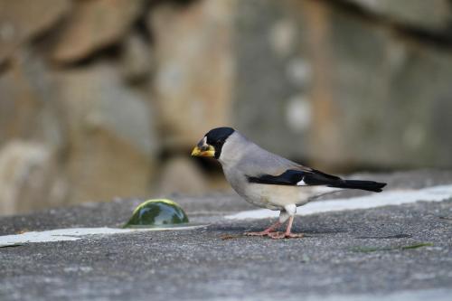 桑鳲