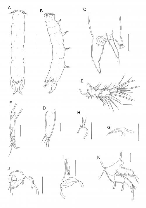 Xarifia capillata_雌.jpg