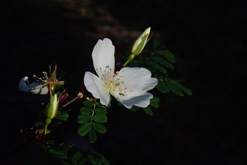 玉山野薔薇