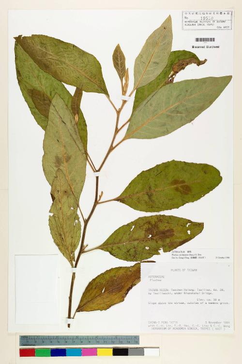 Pluchea carolinensis (Jacq.) G. Don_標本_BRCM 5935