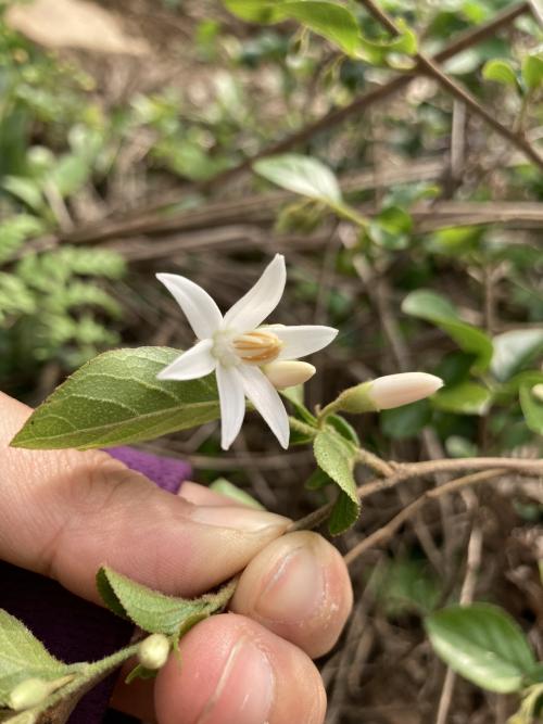 臺灣野茉莉