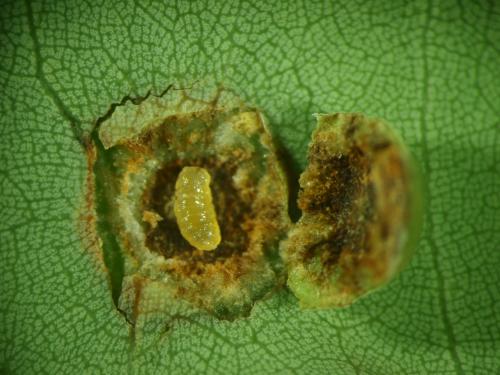 Litchiomyia chinensis Yang & Luo, 1999[荔枝癭蚋]@PB187045.JPG