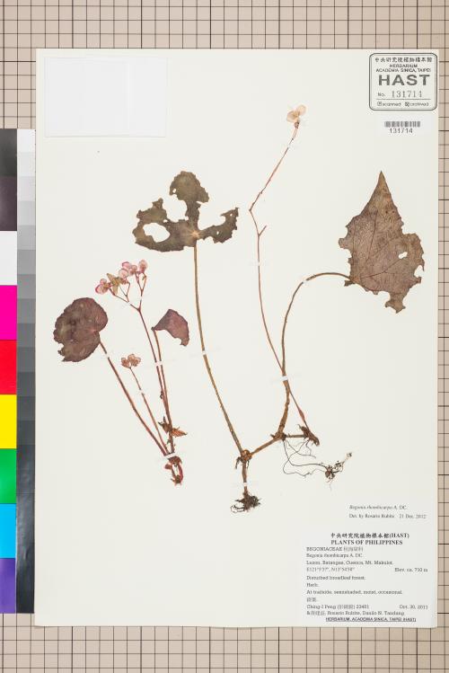 Begonia rhombicarpa標本_BRCM 2571