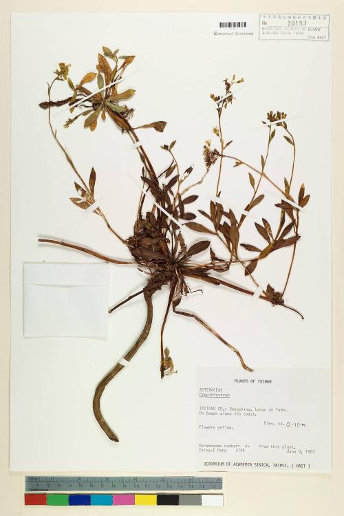 Crepidiastrum lanceolatum (Houtt.) Nakai_標本_BRCM 6370