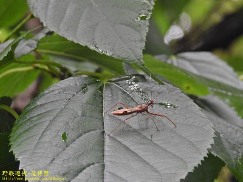 白斑素獵椿象 (六刺素獵椿象)