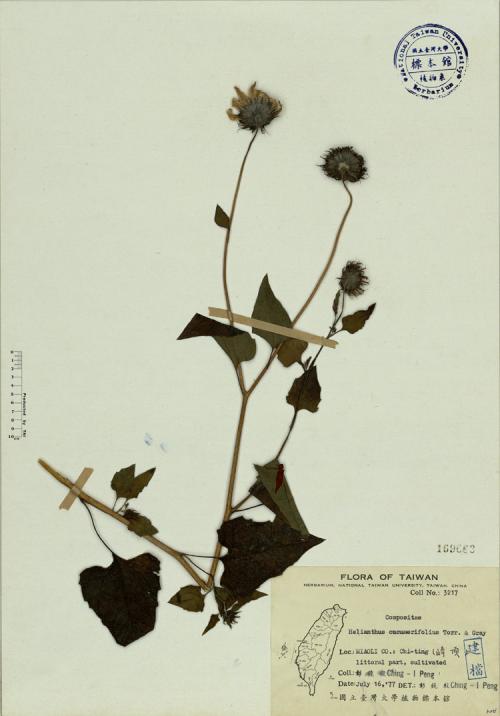 Helianthus cucumerifolius Torr. & Gray_標本_BRCM 4093